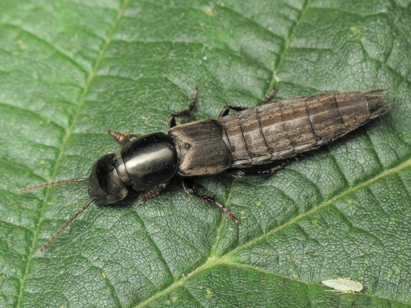 Ocypus picipennis (Fabricius, 1793)